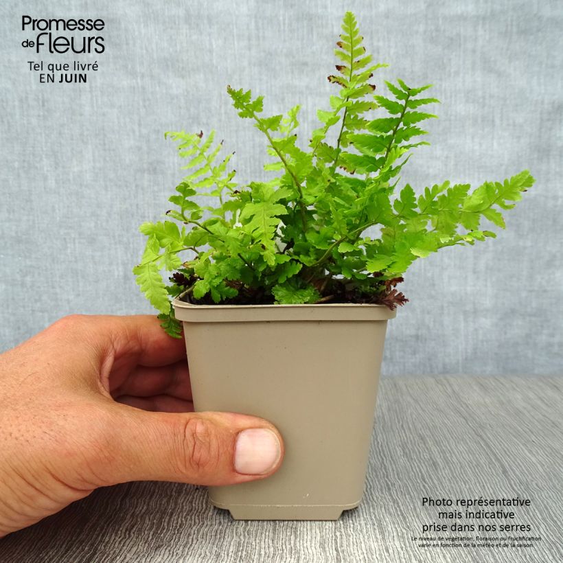 Amostra de Dryopteris filix-mas - Feto-macho Vaso de 8/9 cm tal como entregue no verão