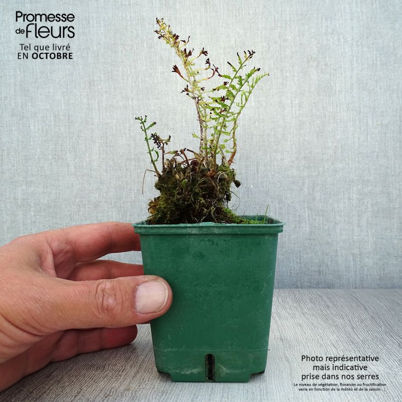 Amostra de Dryopteris filix-mas Linearis Polydactyla - Feto-macho Vaso de 8/9 cm tal como entregue no outono