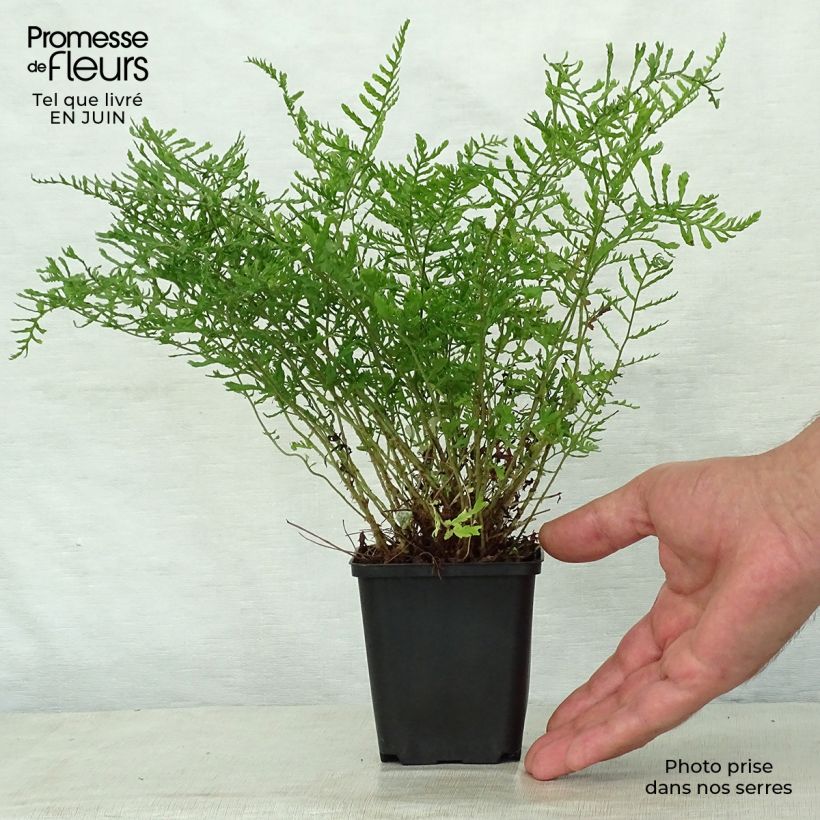Amostra de Dryopteris filix-mas Linearis Polydactyla - Feto-macho Vaso de 8/9 cm tal como entregue no verão