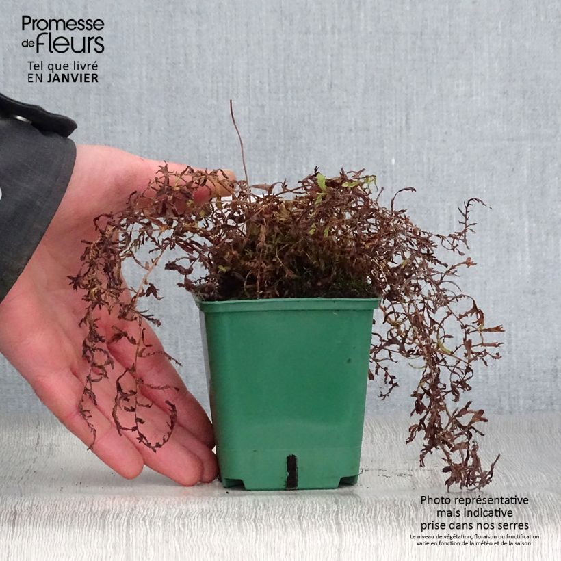 Amostra de Dryopteris filix-mas Linearis Polydactyla - Fougère mâle Vaso de 8/9 cm tal como entregue no inverno