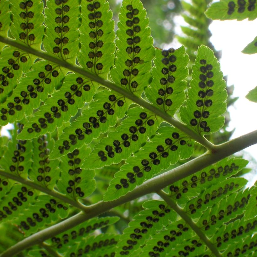 Dryopteris goldieana (Folhagem)