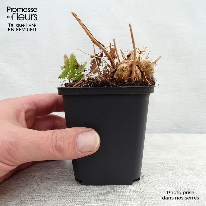 Amostra de Dryopteris goldieana Vaso de 8/9 cm tal como entregue no inverno