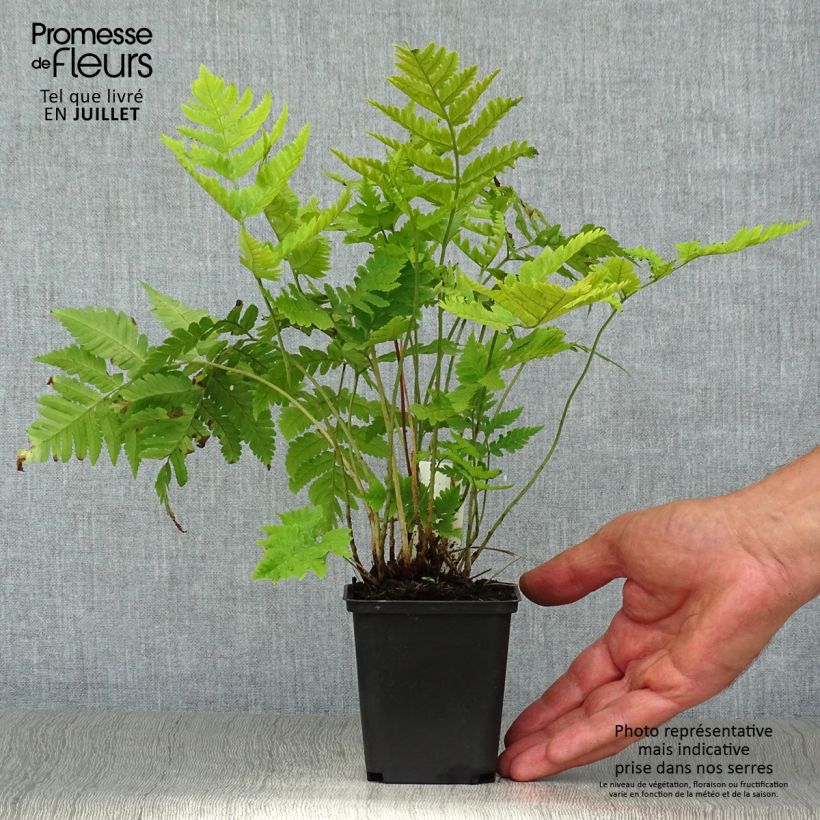 Amostra de Dryopteris goldieana Vaso de 8/9 cm tal como entregue no verão