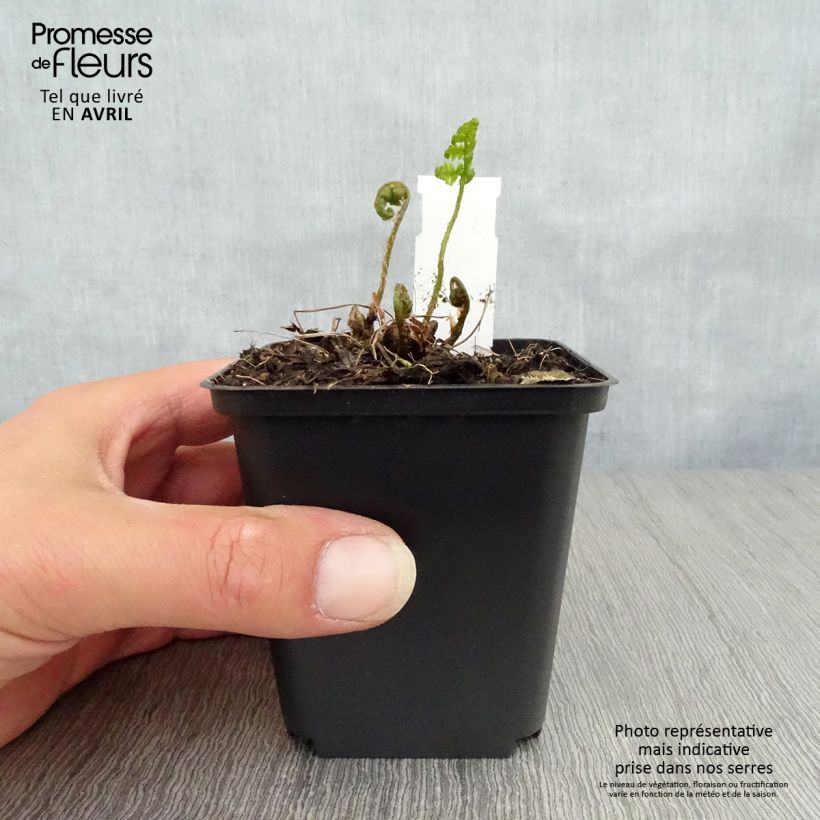 Amostra de Dryopteris goldieana Vaso de 8/9 cm tal como entregue na primavera