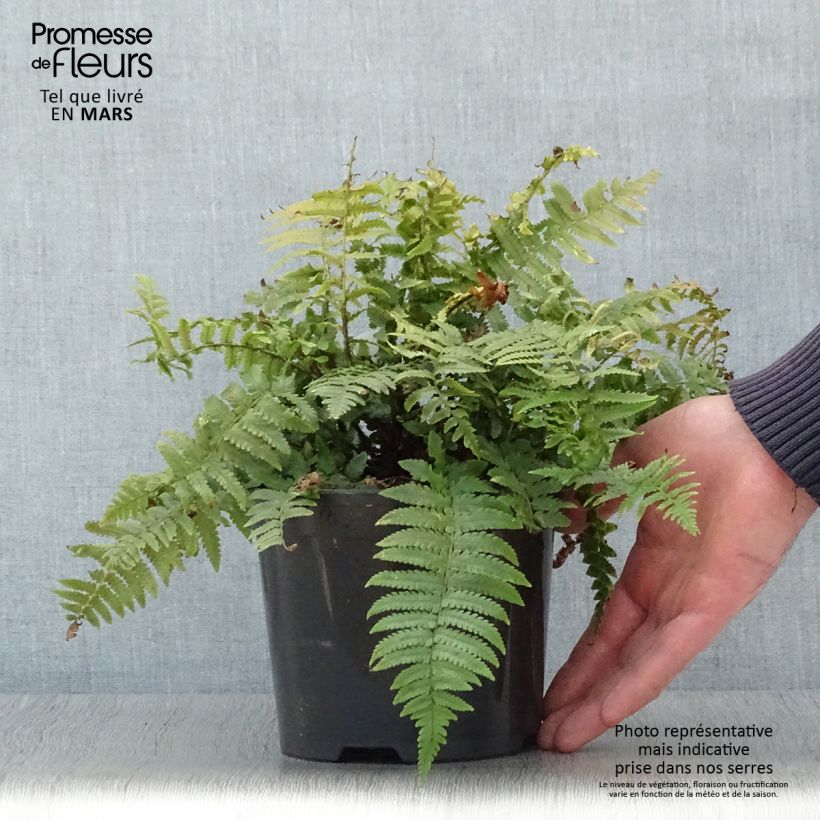 Amostra de Dryopteris kuratae Vaso de 2 L/3 L tal como entregue na primavera