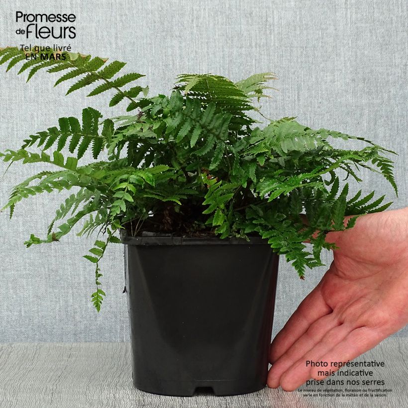 Amostra de Dryopteris kuratae - Fougère Pot de 2L/3L tal como entregue no inverno