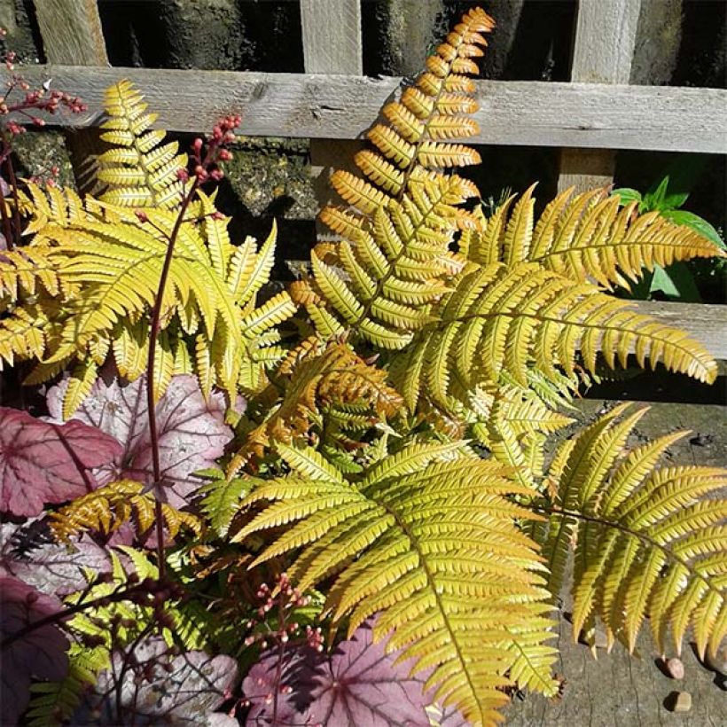 Dryopteris lepidopoda (Folhagem)