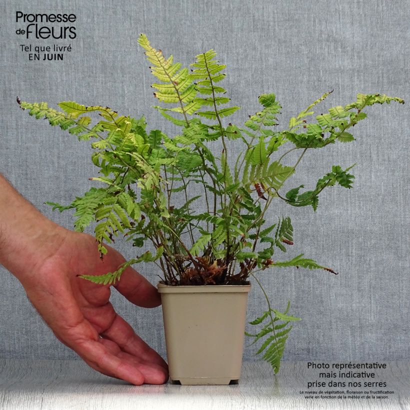 Amostra de Dryopteris lepidopoda Vaso de 8/9 cm tal como entregue no verão