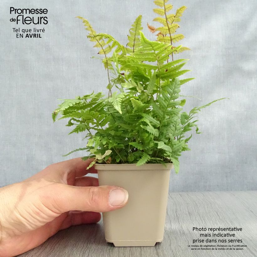 Amostra de Dryopteris lepidopoda Vaso de 8/9 cm tal como entregue na primavera