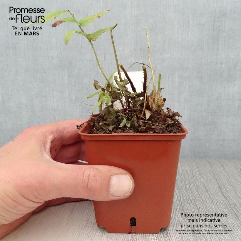 Amostra de Dryopteris ludoviciana Vaso de 8/9 cm tal como entregue na primavera