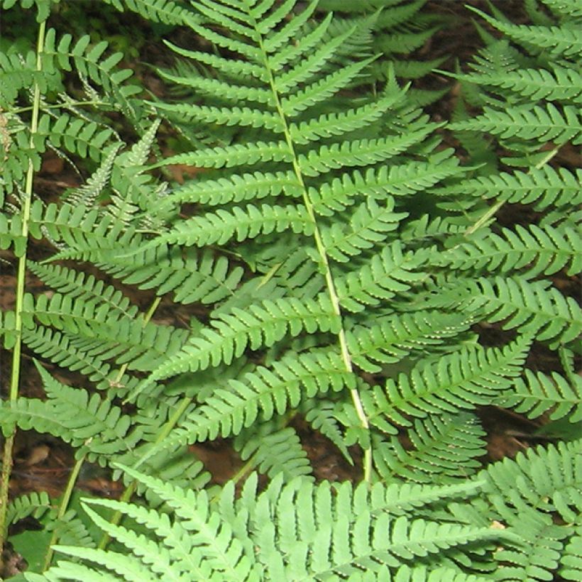 Dryopteris marginalis (Folhagem)