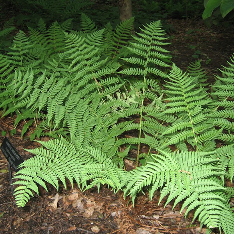 Dryopteris marginalis (Hábito)