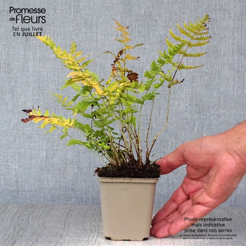 Amostra de Dryopteris marginalis Vaso de 8/9 cm tal como entregue no verão