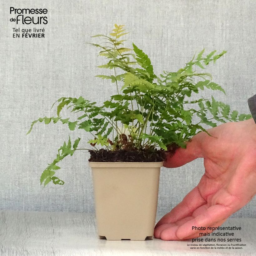 Amostra de Dryopteris marginalis - Fougère Vaso de 8/9 cm tal como entregue no inverno