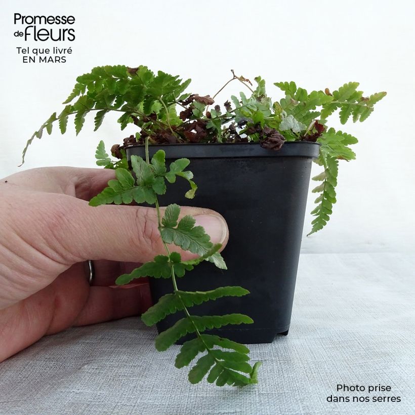 Amostra de Dryopteris marginalis Vaso de 8/9 cm tal como entregue na primavera
