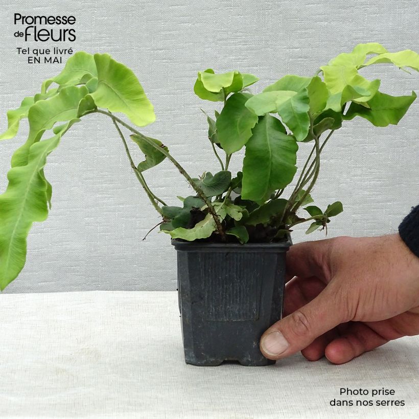 Amostra de Dryopteris sieboldii Vaso de 8/9 cm tal como entregue na primavera