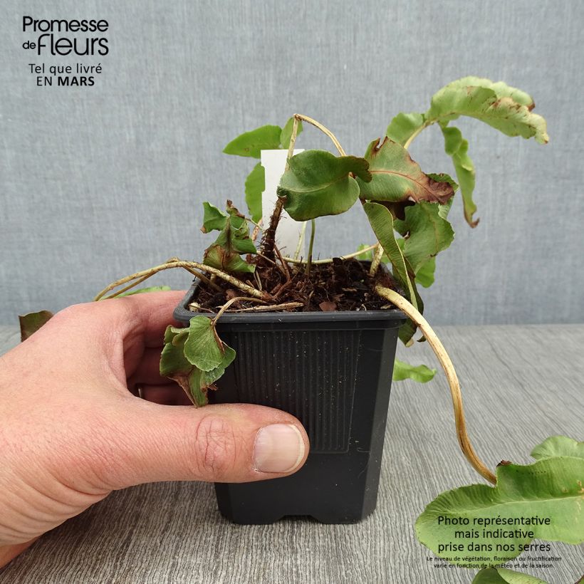 Amostra de Dryopteris sieboldii - Fougère  Vaso de 8/9 cm tal como entregue no inverno