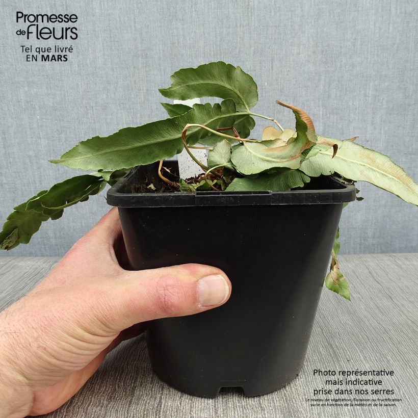 Amostra de Dryopteris sieboldii - Fougère  Vaso de 2 L/3 L tal como entregue no inverno