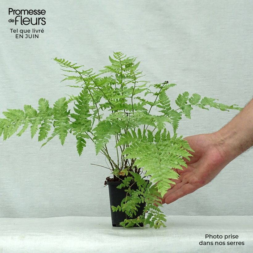 Amostra de Dryopteris stewartii Vaso de 8/9 cm tal como entregue no verão