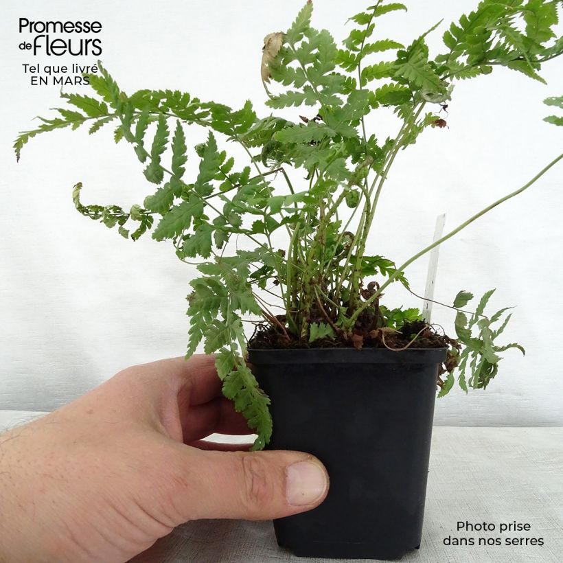 Amostra de Dryopteris stewartii Vaso de 8/9 cm tal como entregue na primavera
