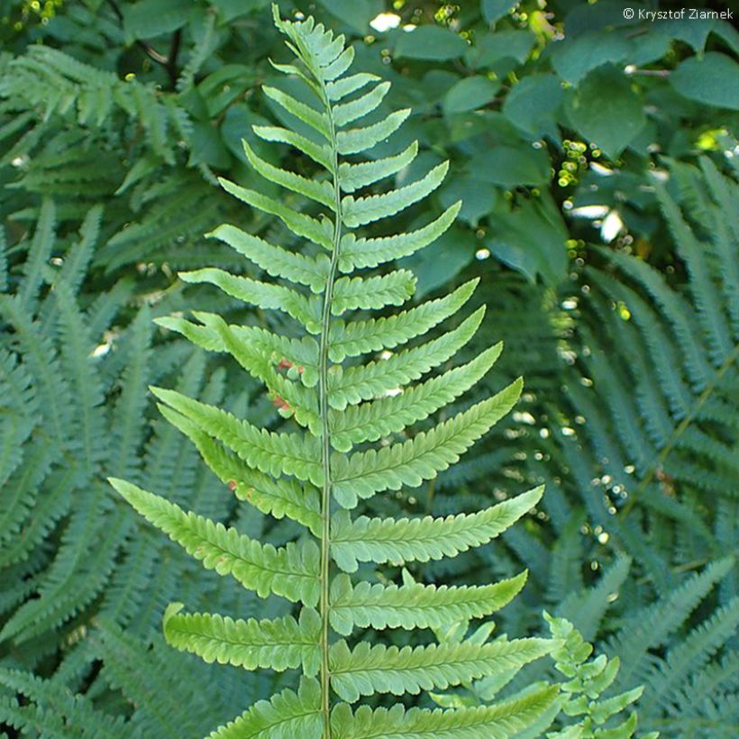 Dryopteris tokyoensis (Folhagem)