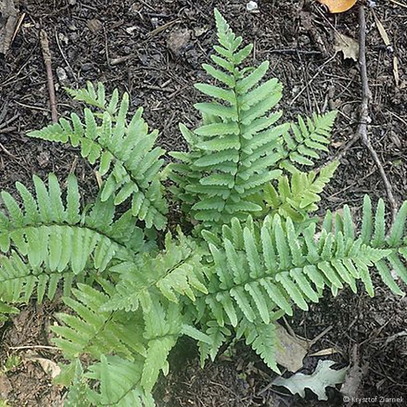 Dryopteris tokyoensis (Hábito)