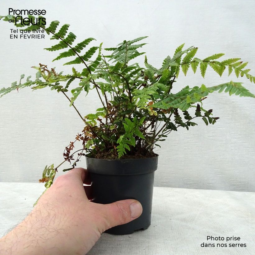 Amostra de Dryopteris wallichiana Vaso de 8/9 cm tal como entregue no inverno