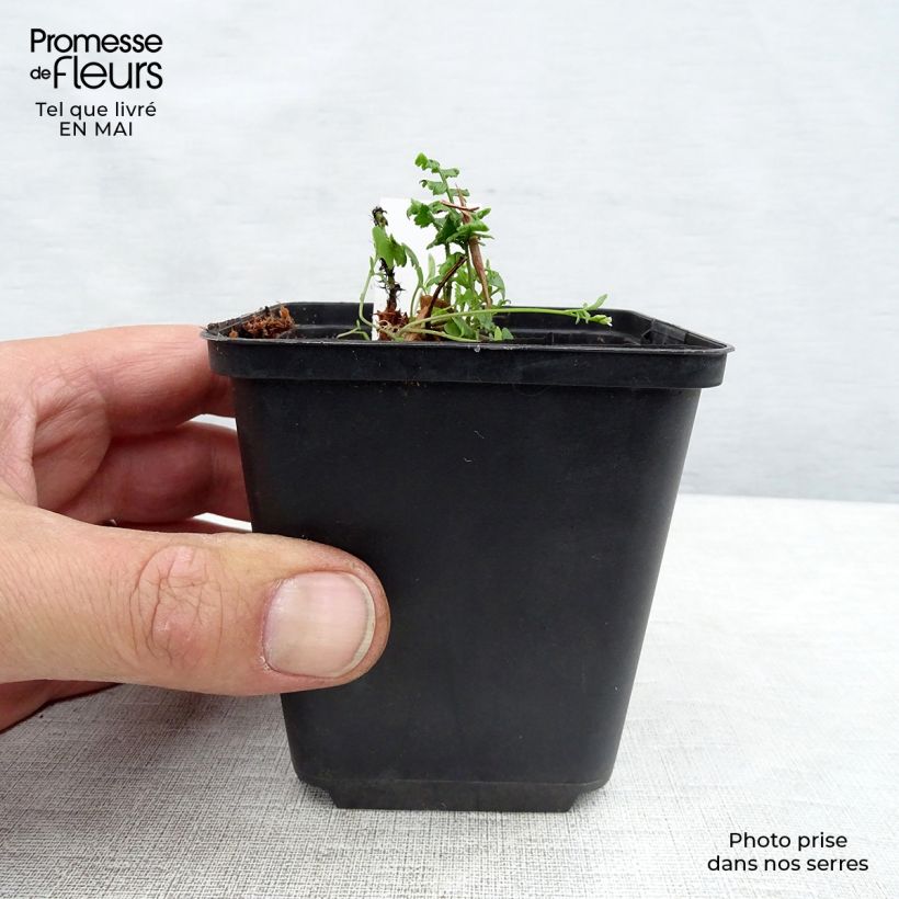 Amostra de Dryopteris wallichiana Vaso de 8/9 cm tal como entregue na primavera