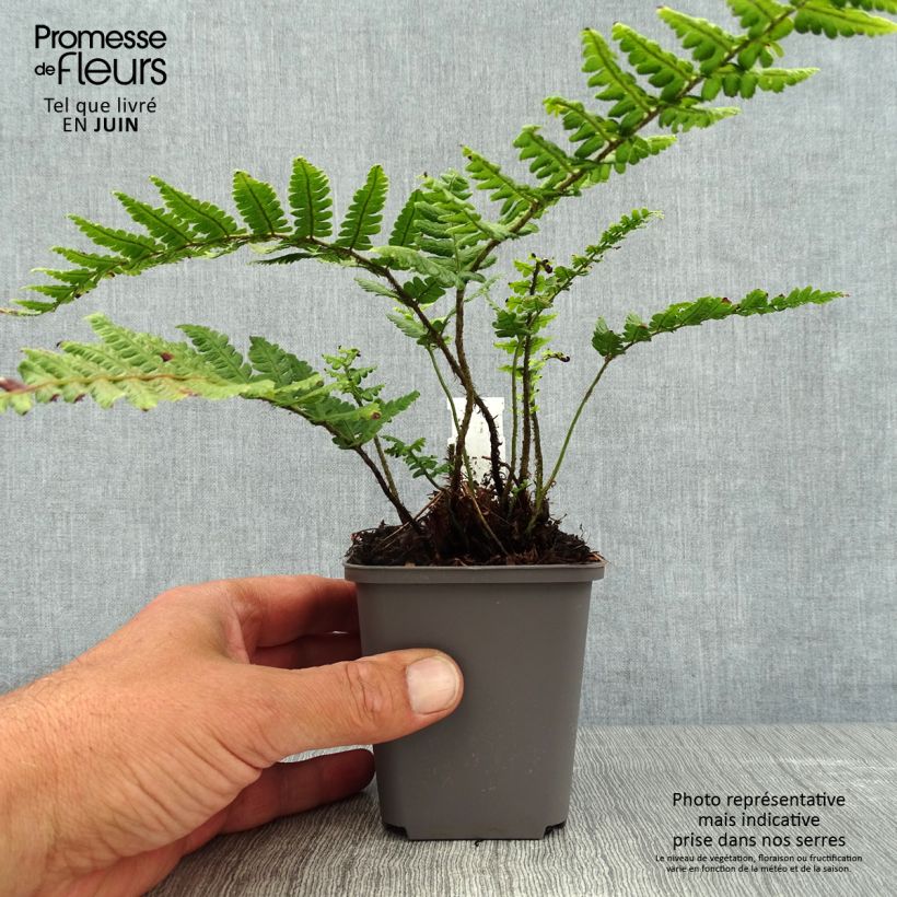 Amostra de Dryopteris wallichiana Vaso de 8/9 cm tal como entregue no verão