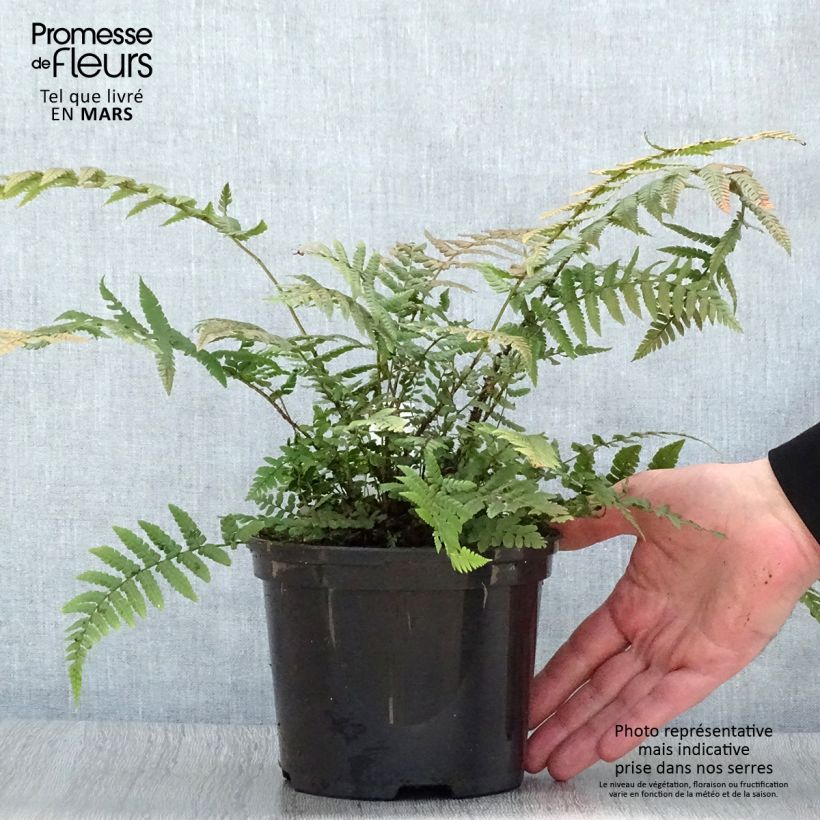 Amostra de Dryopteris wallichiana Vaso de 2 L/3 L tal como entregue na primavera