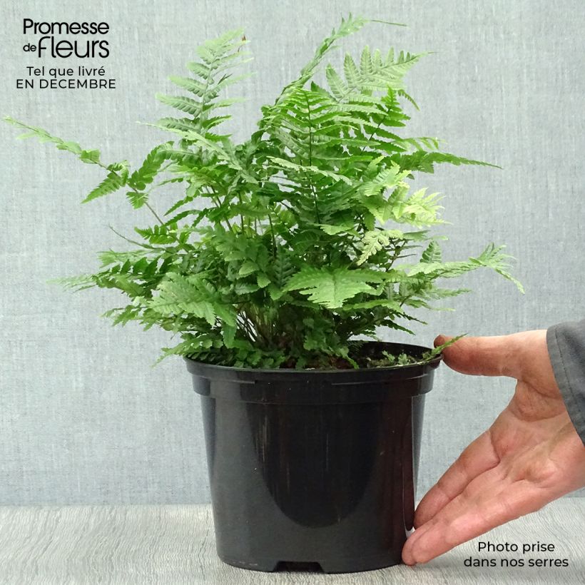Amostra de Dryopteris wallichiana Jurassic Gold Vaso de 2 L/3 L tal como entregue no inverno
