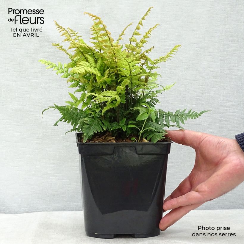 Amostra de Dryopteris wallichiana Jurassic Gold Vaso de 2 L/3 L tal como entregue na primavera