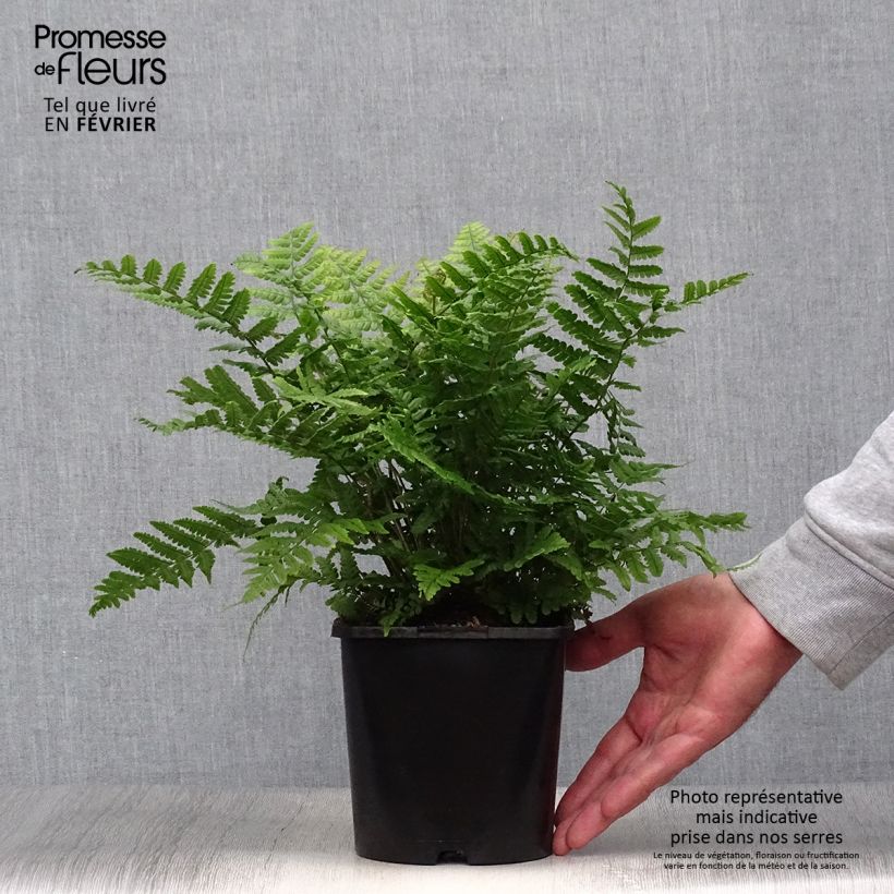 Amostra de Dryopteris wallichiana Jurassic Gold Vaso de 2 L/3 L tal como entregue no outono