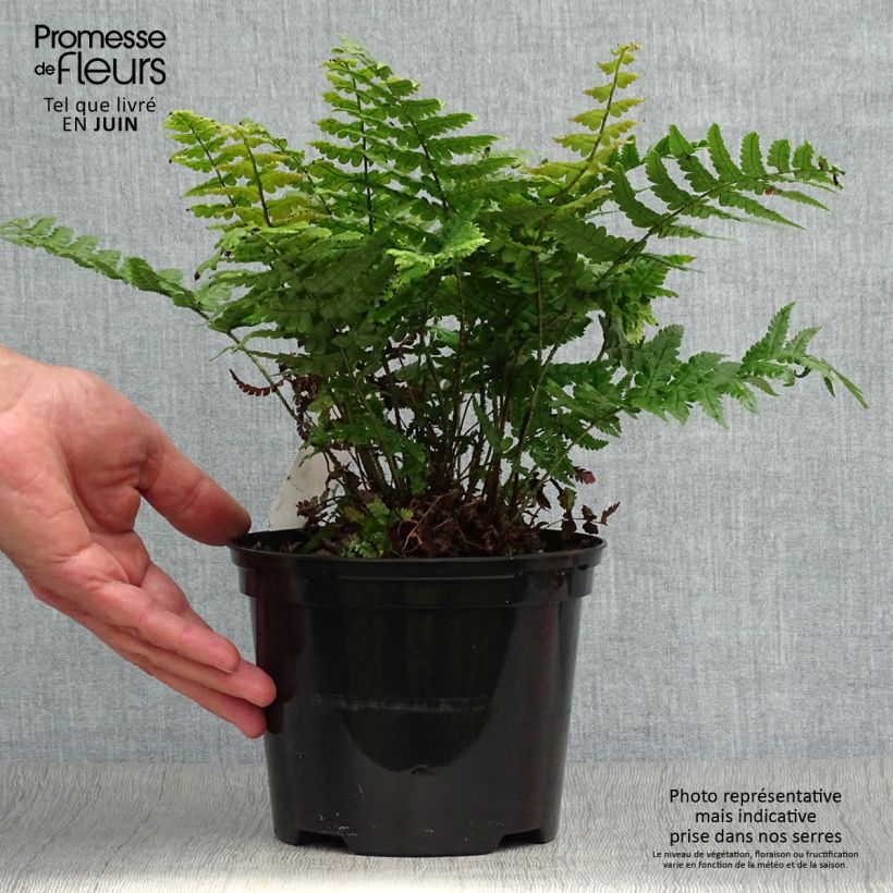 Amostra de Dryopteris wallichiana Jurassic Gold Vaso de 2 L/3 L tal como entregue no verão