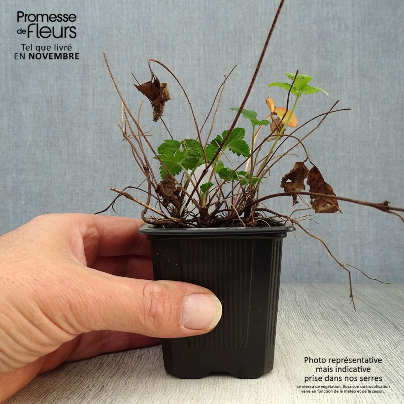 Amostra de Duchesnea indica Vaso de 8/9 cm tal como entregue no outono