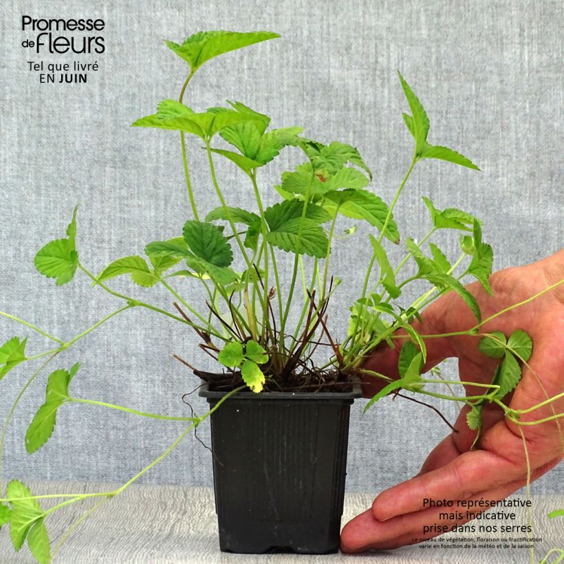 Amostra de Duchesnea indica Vaso de 8/9 cm tal como entregue no verão