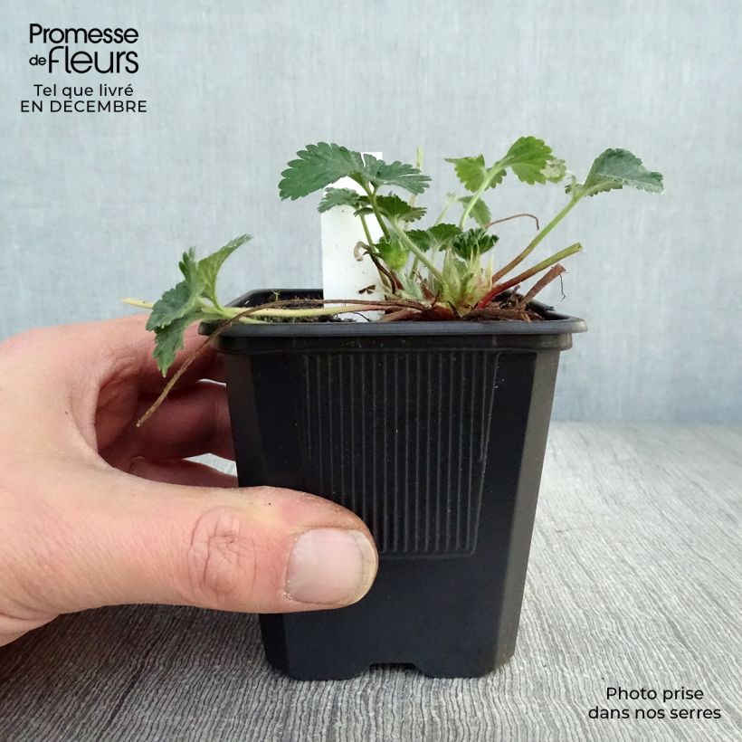 Amostra de Duchesnea indica - Fraisier des Indes Vaso de 8/9 cm tal como entregue no inverno
