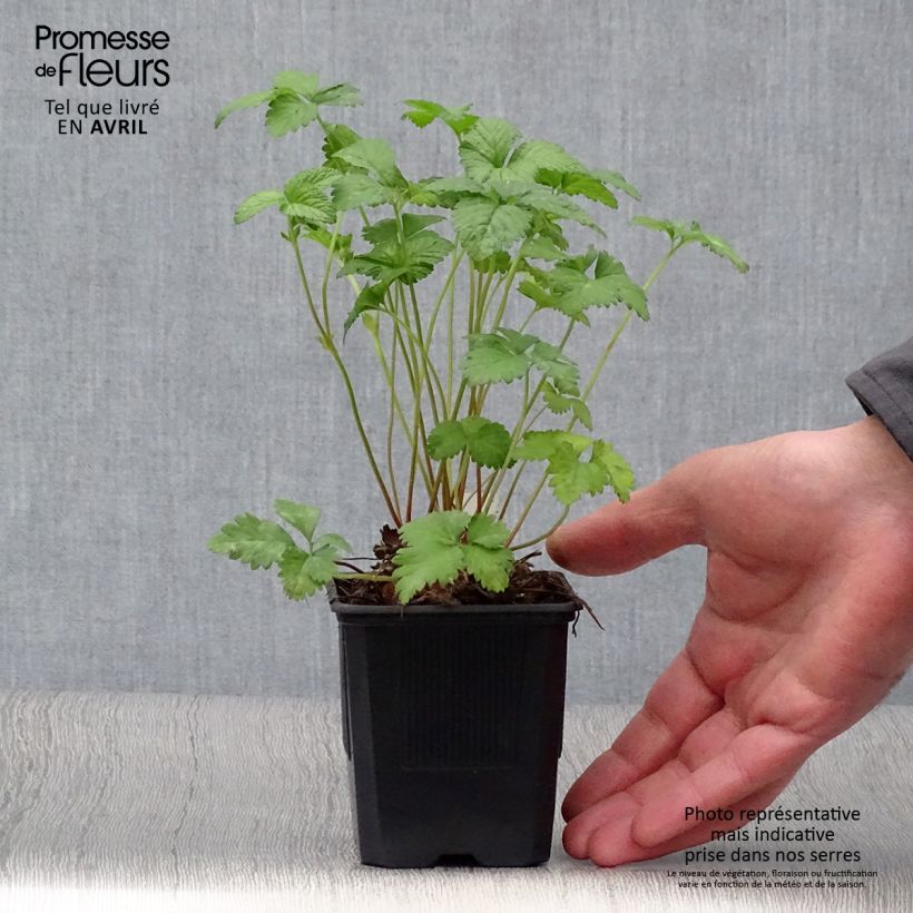 Amostra de Duchesnea indica Vaso de 8/9 cm tal como entregue na primavera