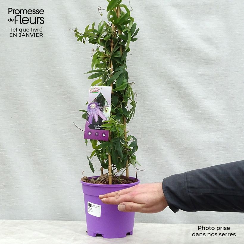 Amostra de Duo Bicolore de Passiflores - Constance Elliott et Purple Passion Pot de 2L/3L tal como entregue no inverno