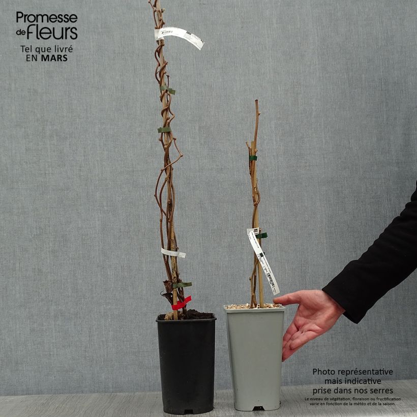 Amostra de Duo de kiwi 'Montcap' (pé fêmea), e 'Tomuri' (pé macho, polinizador) tal como entregue no inverno