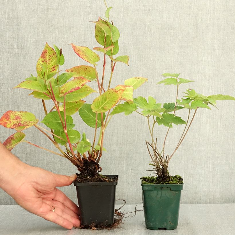 Amostra de Duo de vivazes de outono em rosa e vermelho tal como entregue no verão