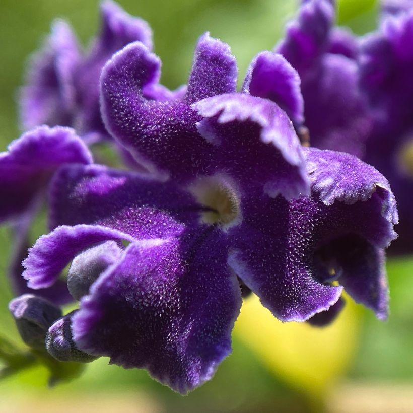 Duranta repens (Floração)