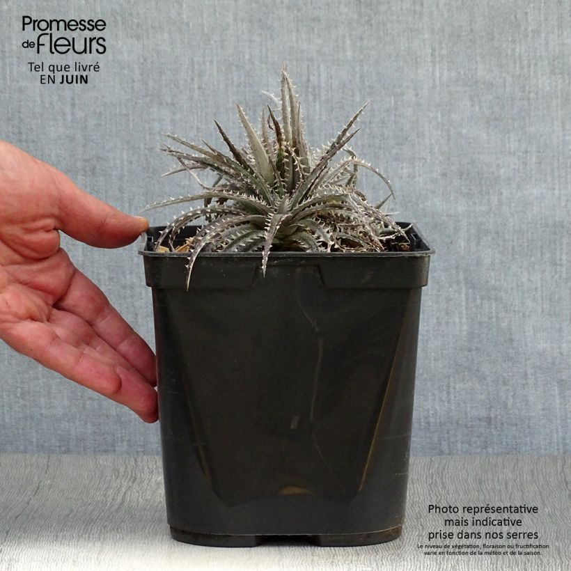 Amostra de Dyckia Brittle Star Vaso de 3 L/4 L tal como entregue no verão