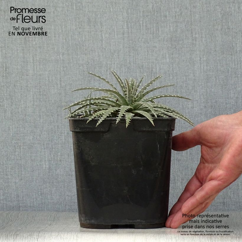 Amostra de Dyckia Brittle Star Vaso de 3 L/4 L tal como entregue no outono