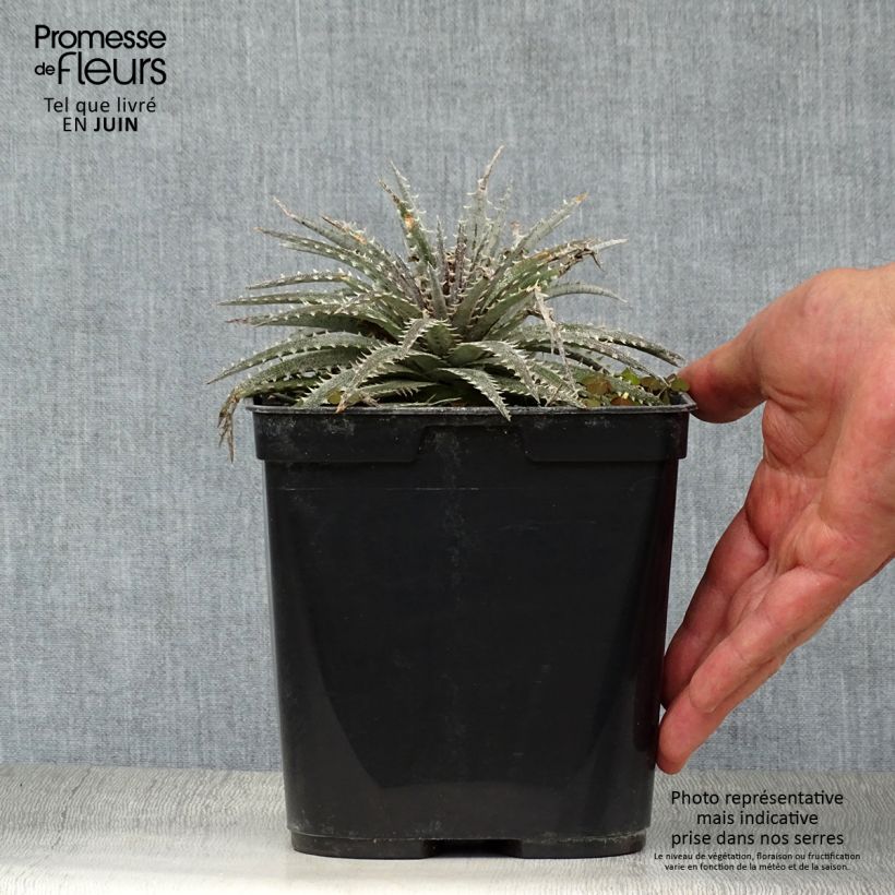 Amostra de Dyckia Grand Marnier Vaso de 2 L/3 L tal como entregue no verão
