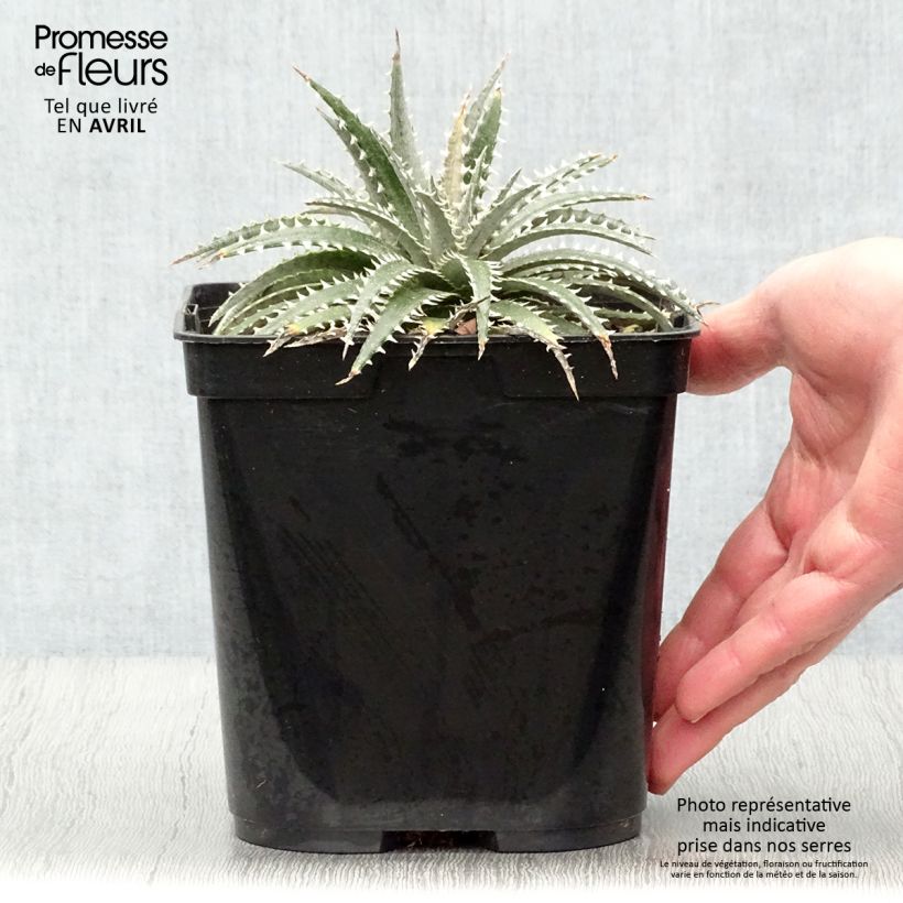 Amostra de Dyckia Grand Marnier Vaso de 2 L/3 L tal como entregue na primavera