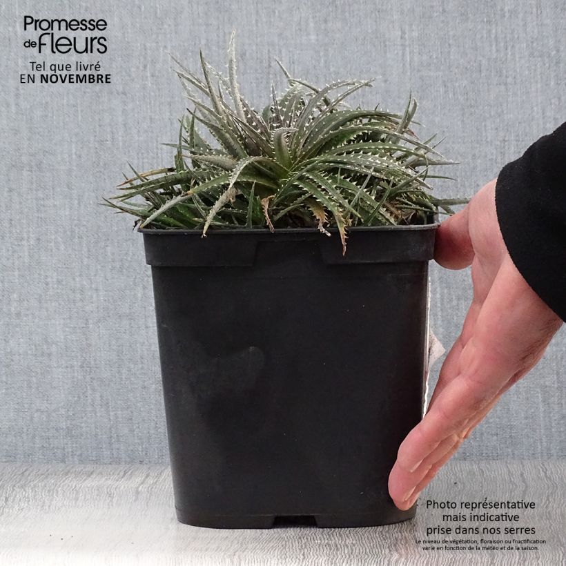 Amostra de Dyckia Grand Marnier Vaso de 2 L/3 L tal como entregue no outono