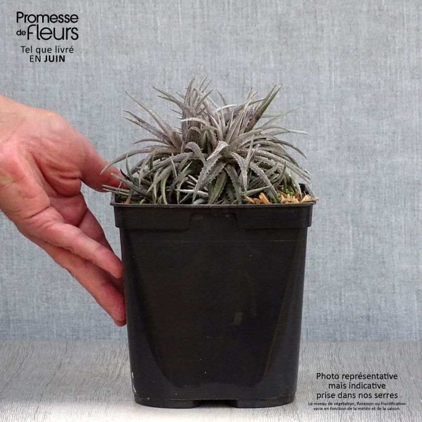 Amostra de Dyckia Pale Rider Vaso de 2 L/3 L tal como entregue no verão