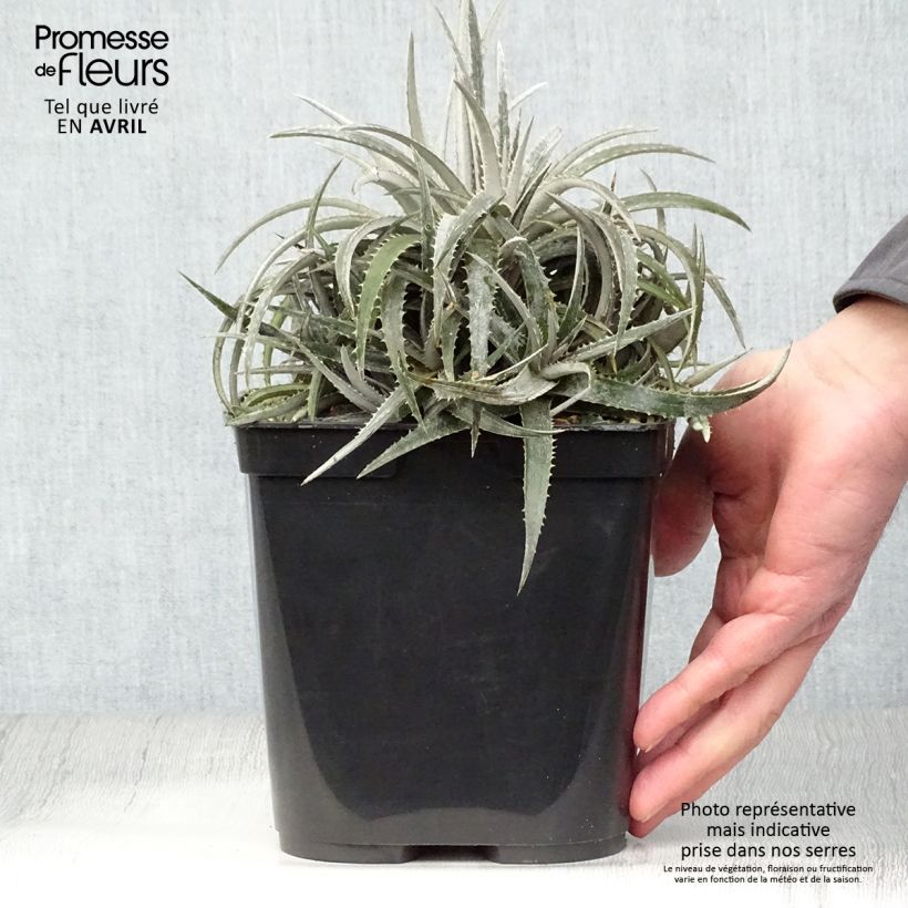 Amostra de Dyckia Pale Rider Vaso de 2 L/3 L tal como entregue na primavera