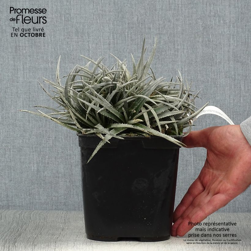 Amostra de Dyckia Pale Rider Vaso de 2 L/3 L tal como entregue no outono